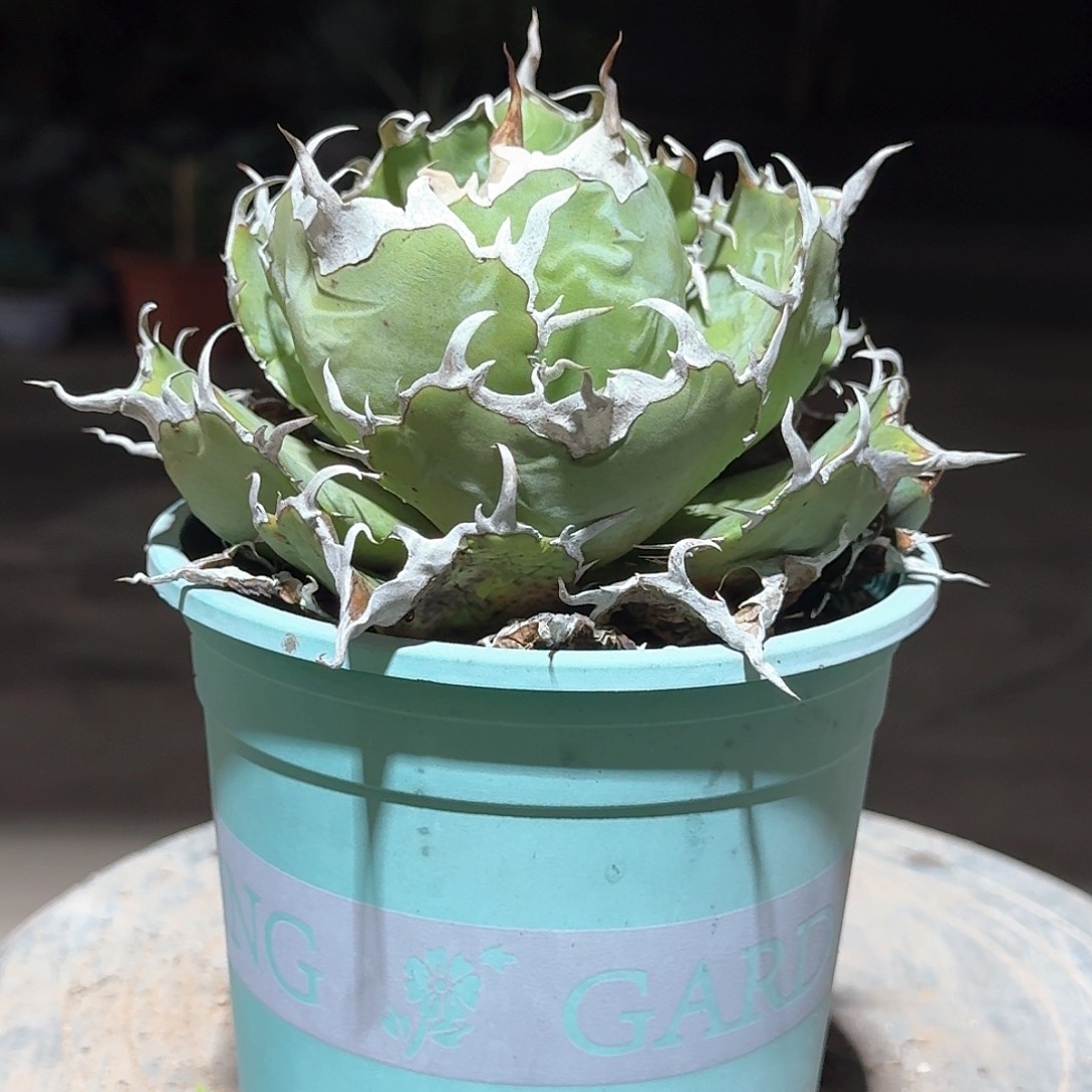 正版白鲸仁王冠龙舌兰一一