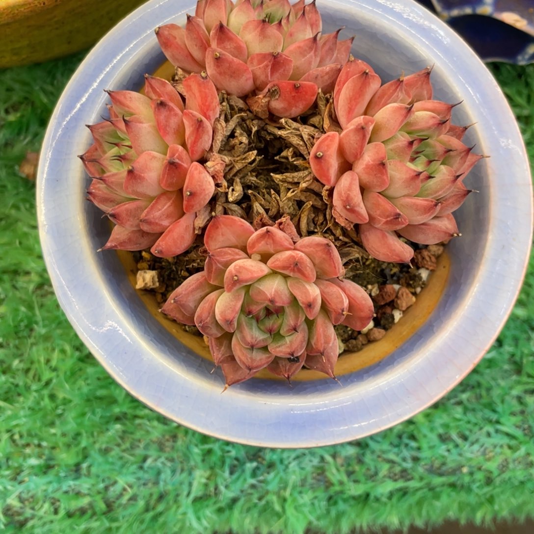 臣***议多肉植物盆栽多肉植物