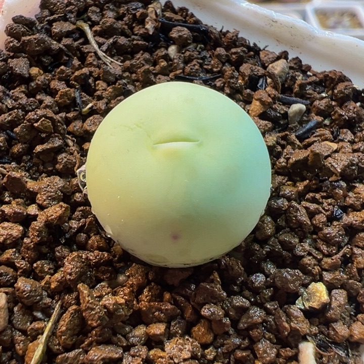 563多肉植物种类多样