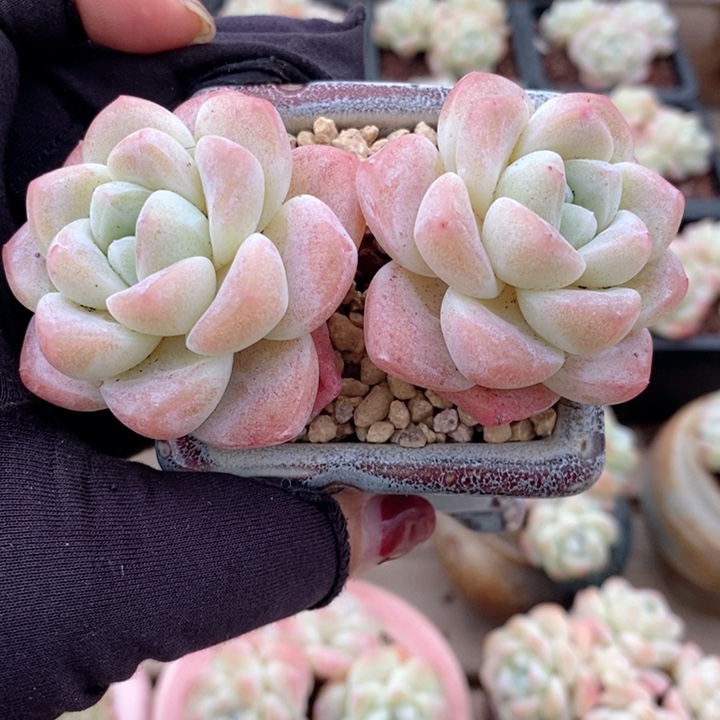 冰玉 韩货精品123123