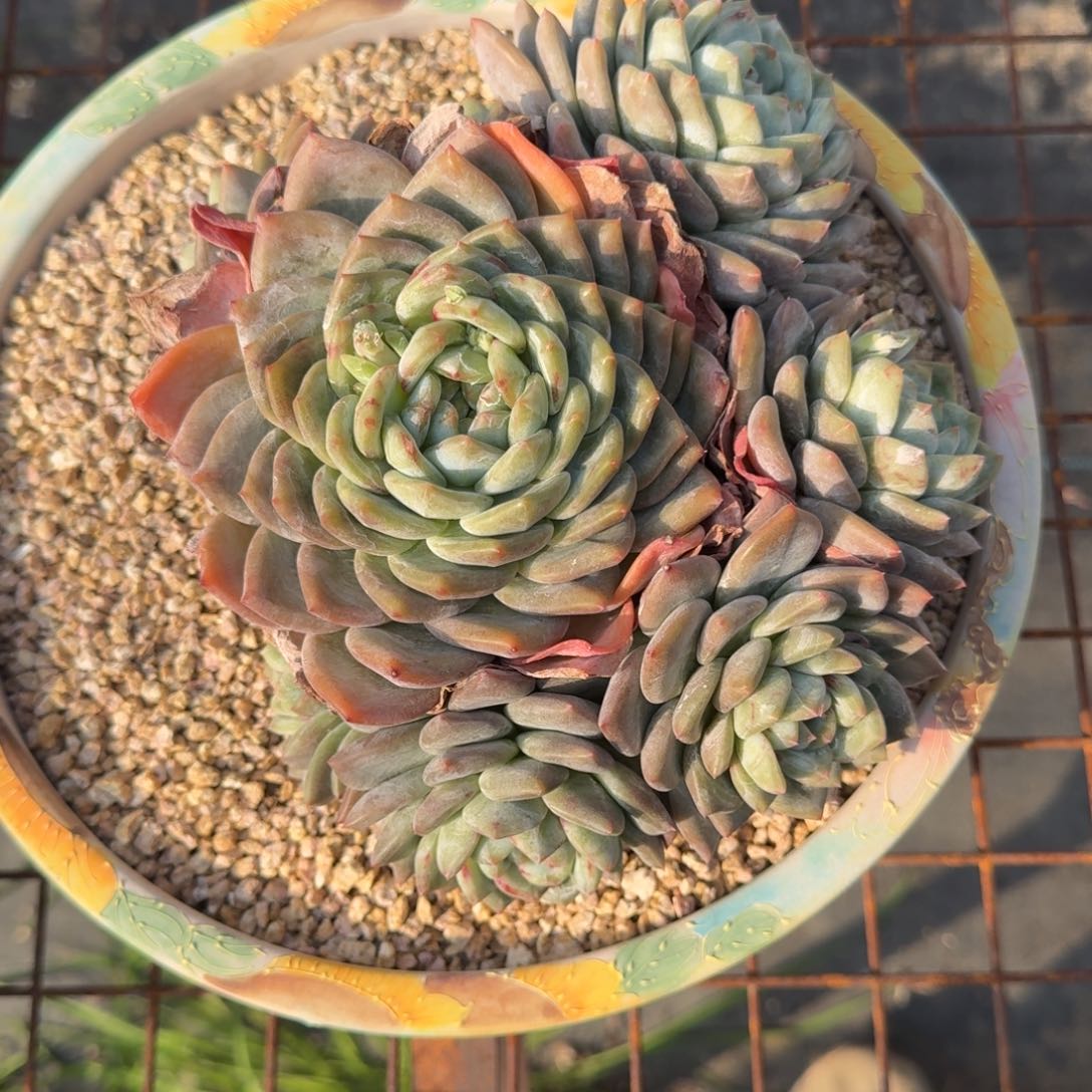 018号海洋之星多肉植物