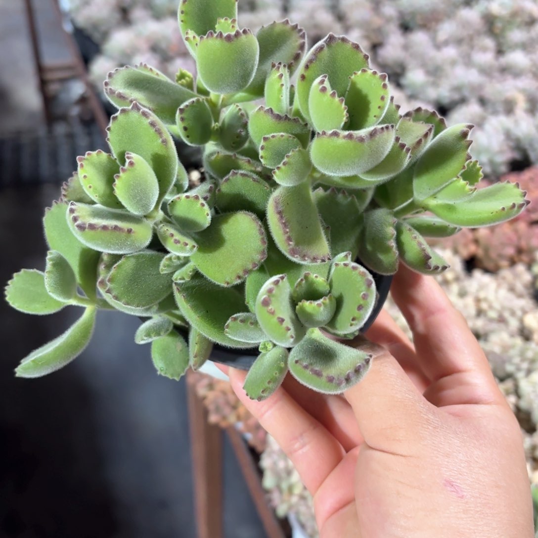 熊童子多肉整群11㎝盆