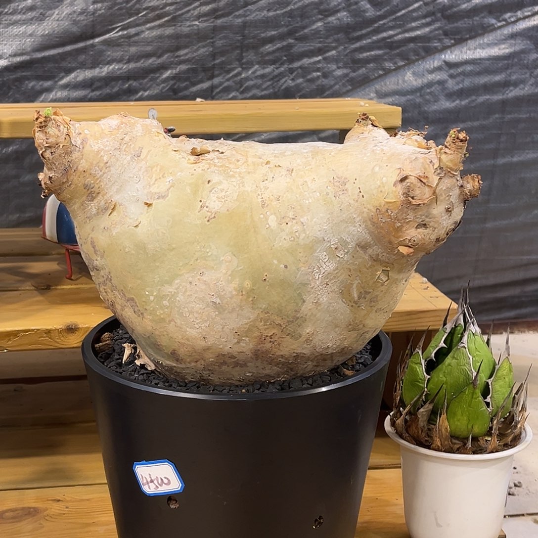 潮流植物 优选 安哥拉葡萄翁27公分