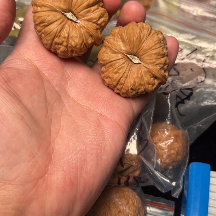 核桃南瓜，46已打底，全品