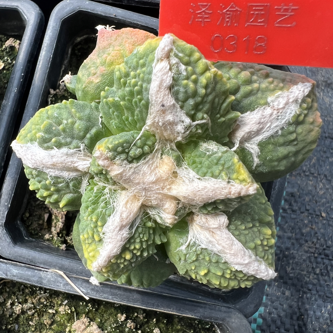 0318 号草球苗接怒涛牡丹，辛顿牡丹，黑牡丹，各种牡丹锦，一物一拍