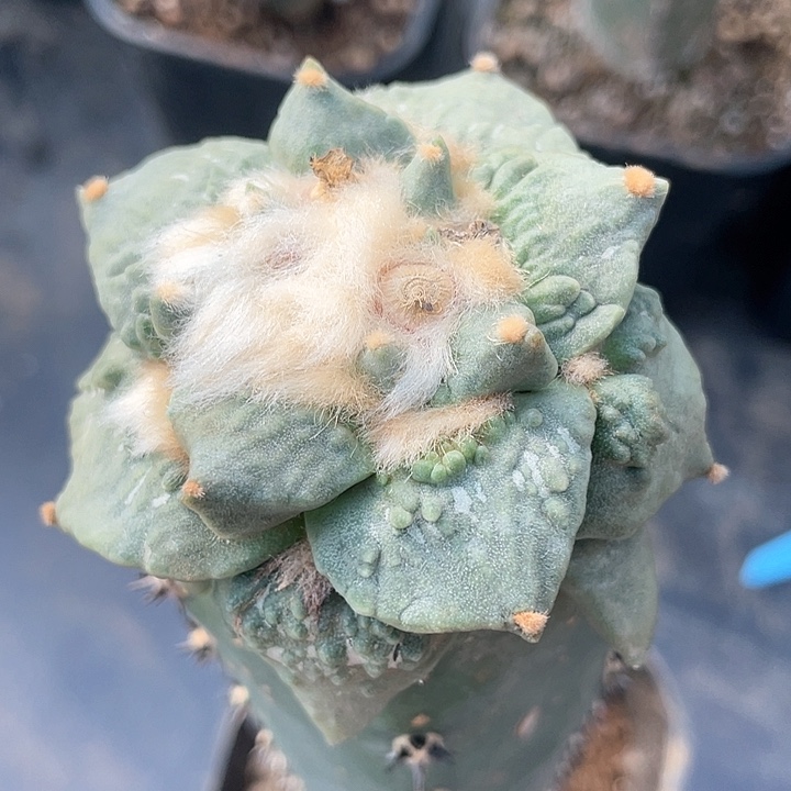 怒涛6.5公分仙人球165