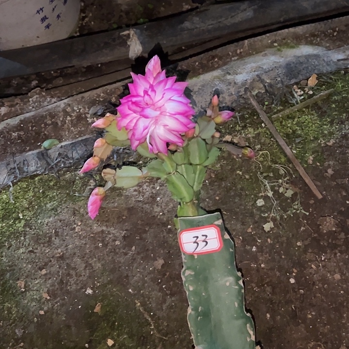 丫***头，33号带盆063嫁接苗