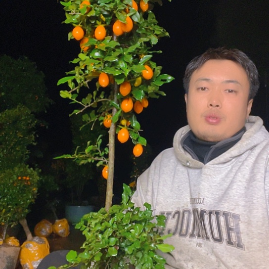 无花朵金弹子庭院原生品质