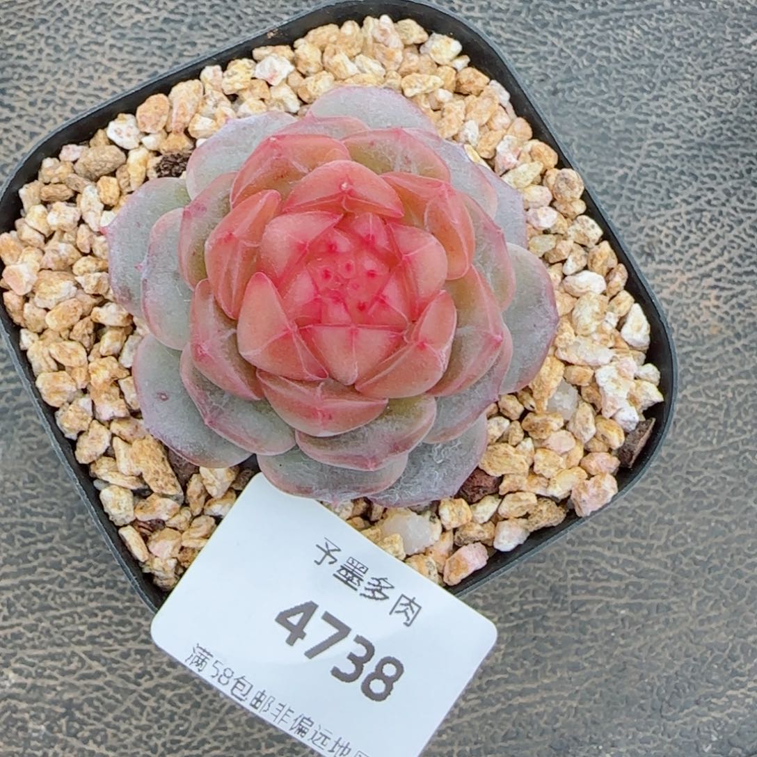 星空幻影，4738多肉