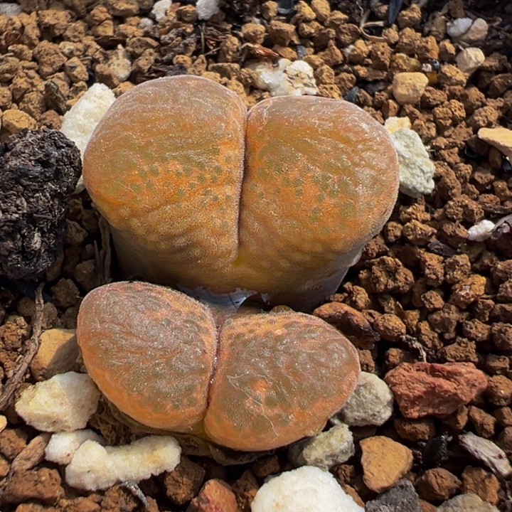 752多肉植物种类多样