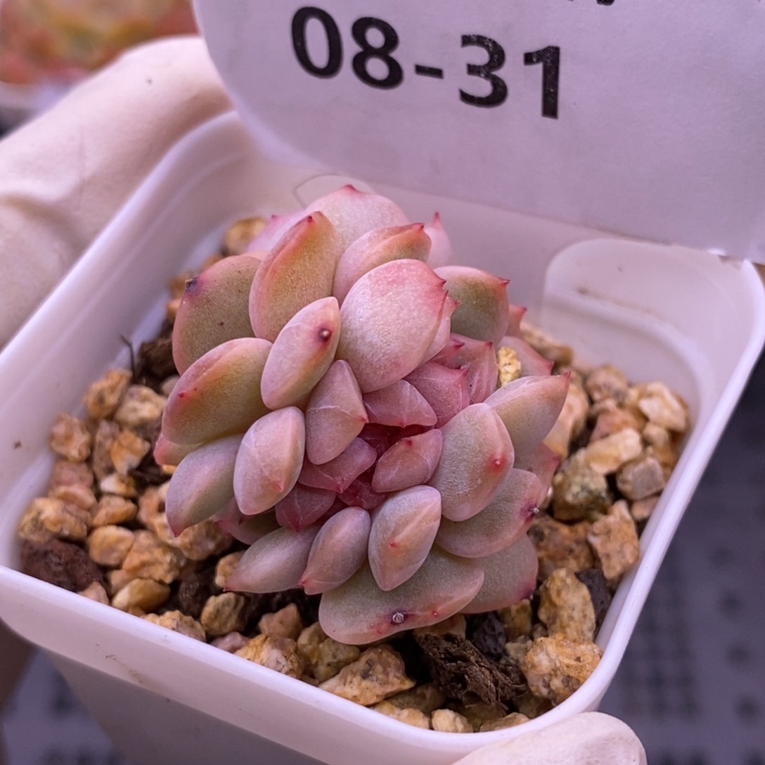 【闪购商品】08-31红恋缀