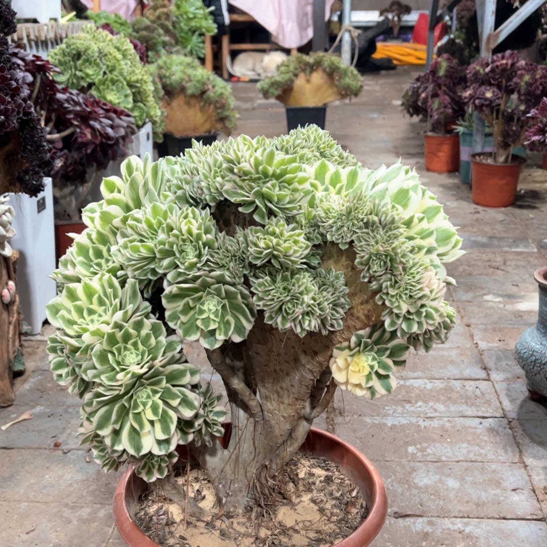 余***欢迈巴赫精品福利活动