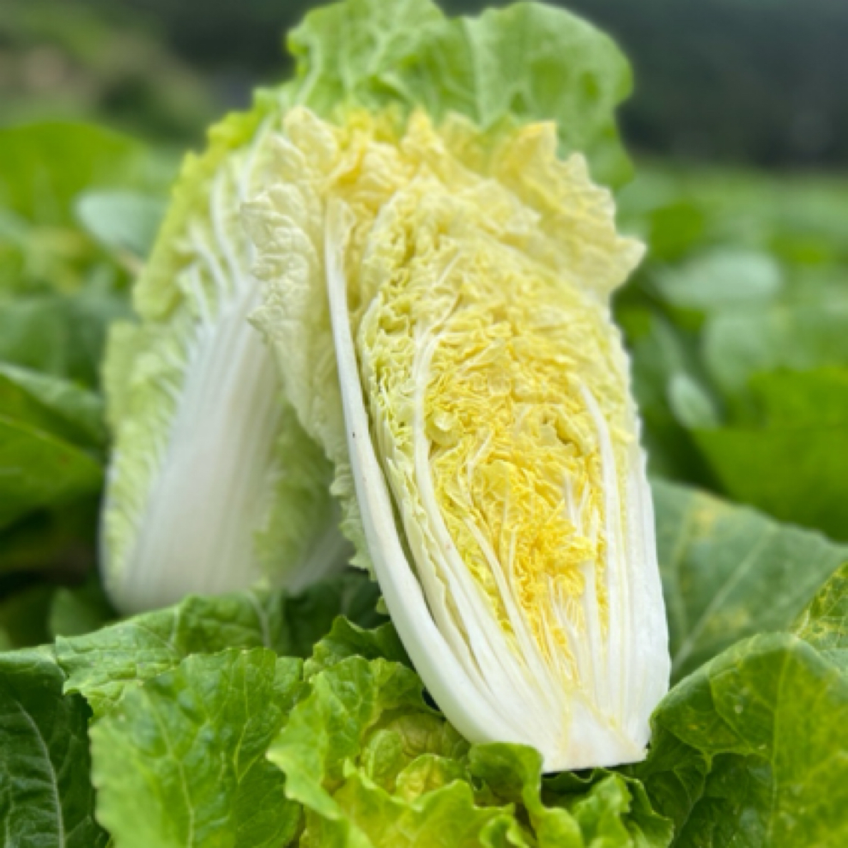 云南高山大白菜，农家肥为底肥，正宗的山地菜农家菜！