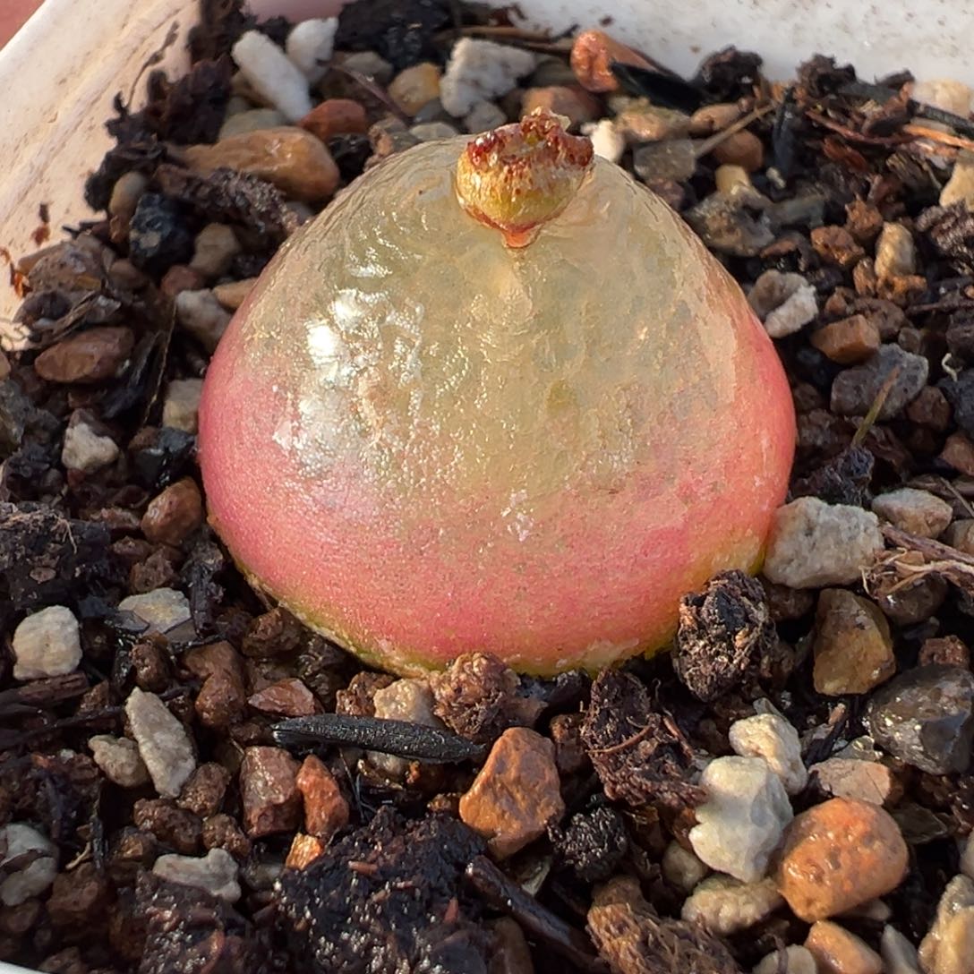 020多肉植物种类多样