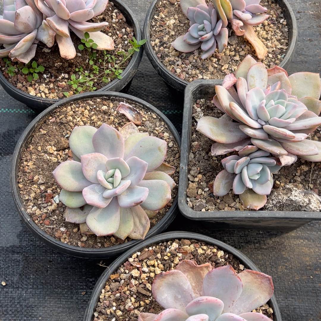 5颗50元！11144458899