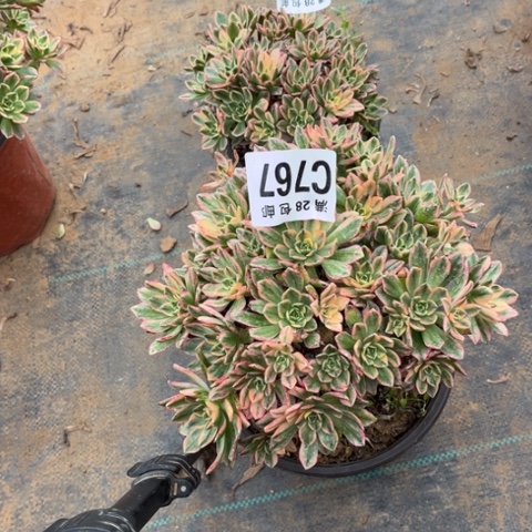 767甜茶不包断枝