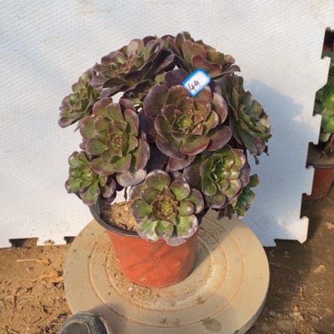 玫金玫瑰一物一拍