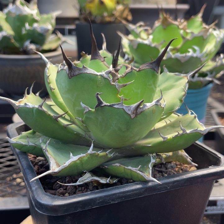 【闪购商品】玫瑰。   