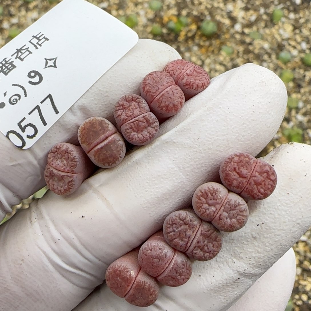 0577。阿克塞尔。默认脱土。18包邮。偏远88包邮