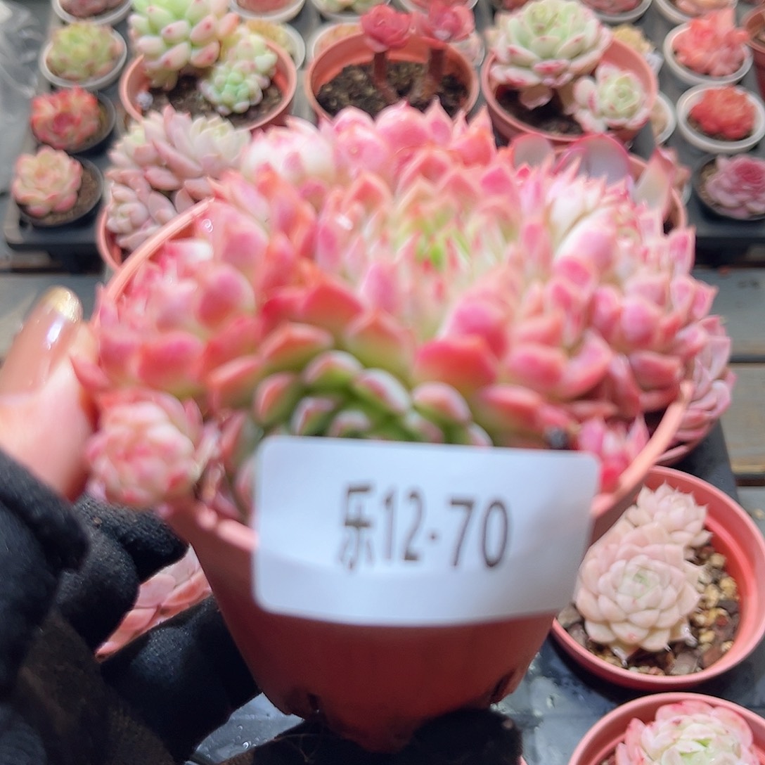 乐12-70 牛奶草莓