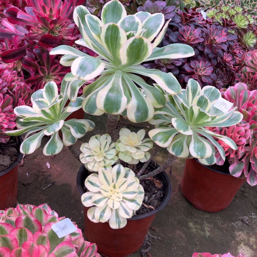 多肉植物燕姿992