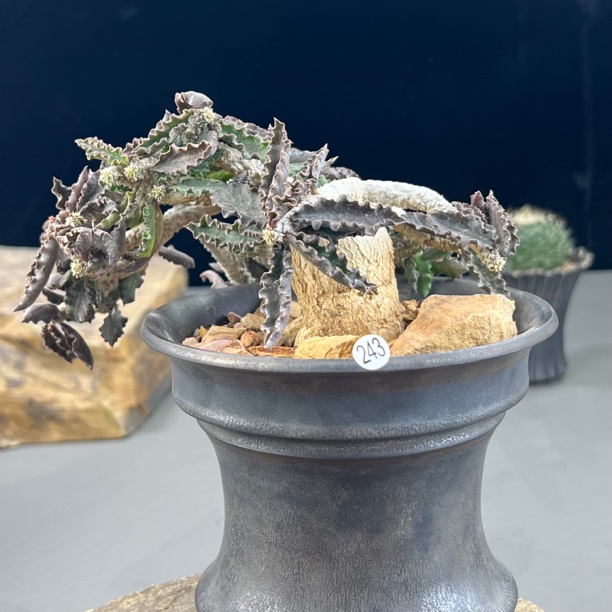 皱叶麒麟大戟老桩一物一拍243