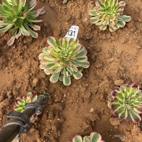 131玉芙蓉不包断枝