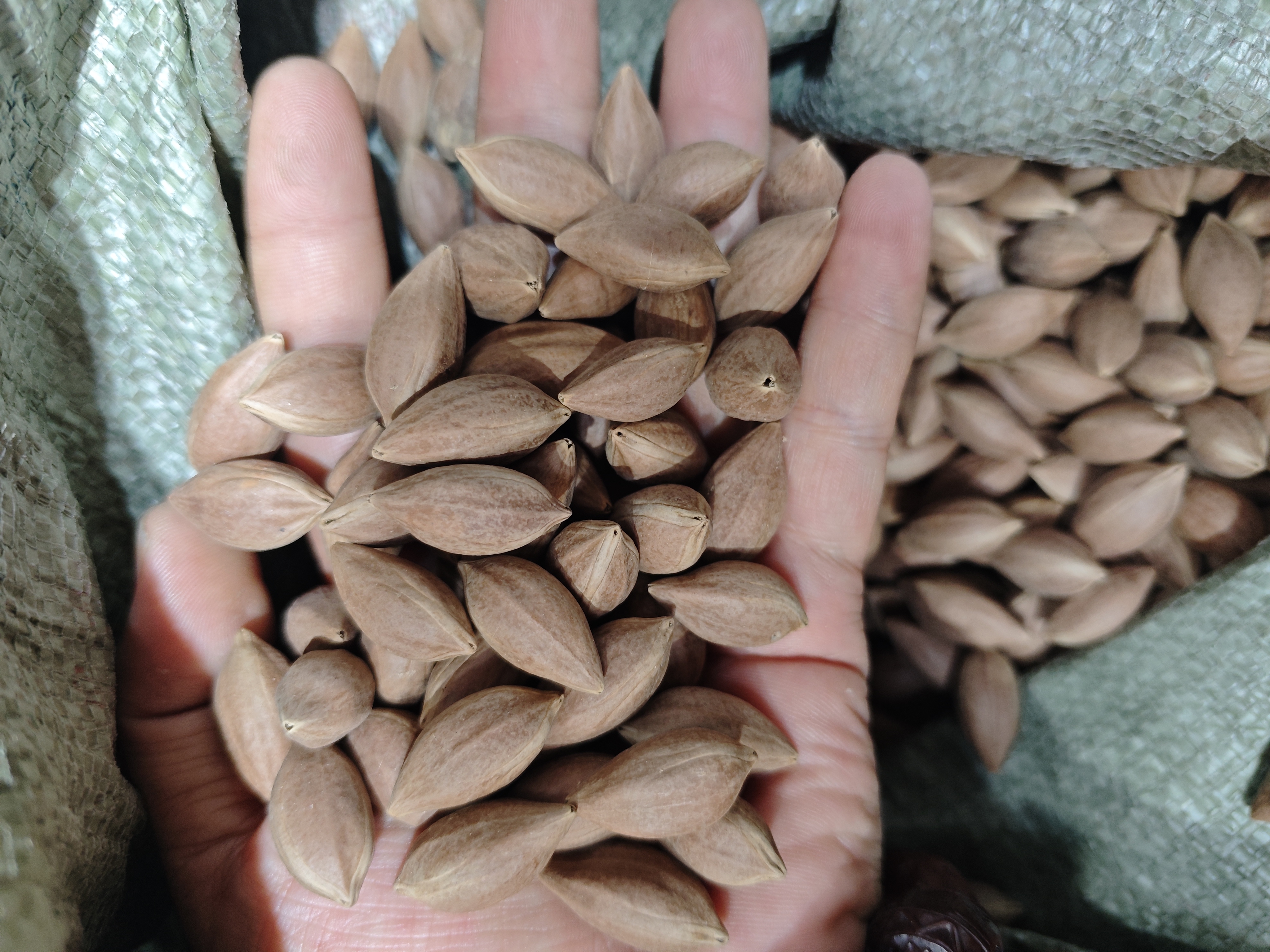 海南小橄榄核，尺寸1.123，没袋29.9元，30颗