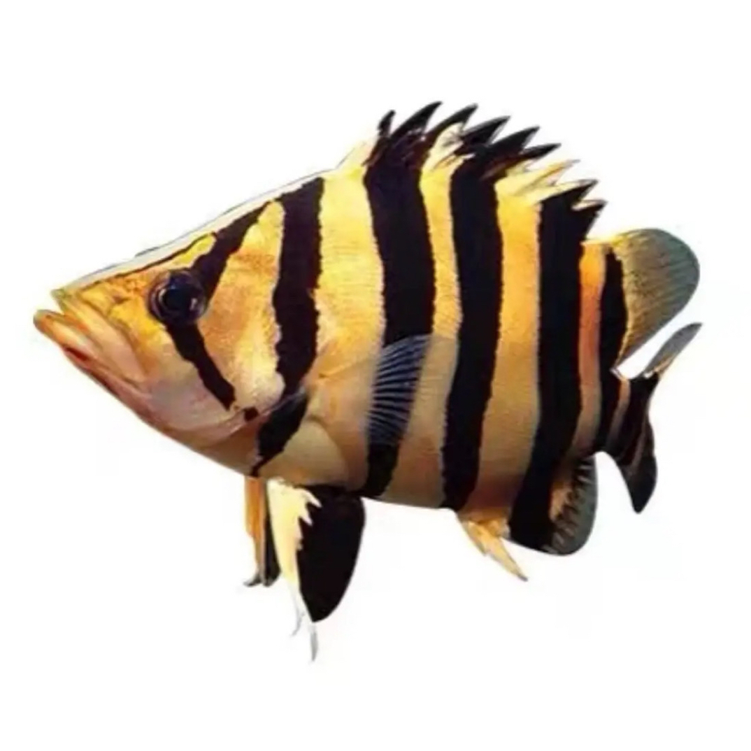 苏门答腊三纹虎四纹虎活体热带观赏鱼可混养