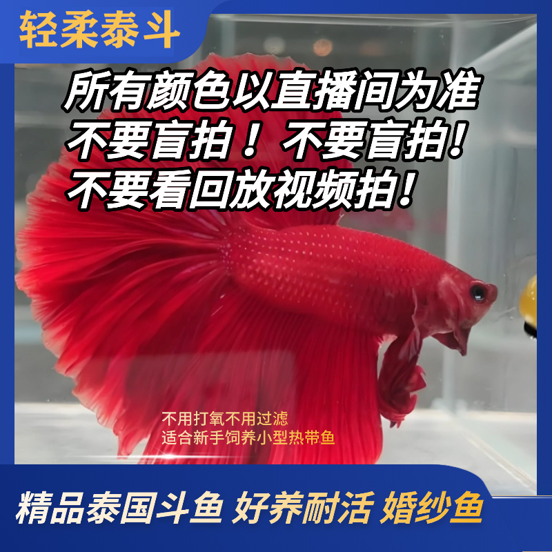 直播选号451-540号精品泰国斗鱼小型热带观赏鱼耐活