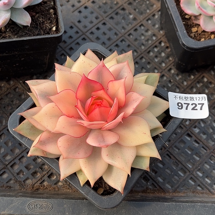 阿雅园艺。        9727火莲