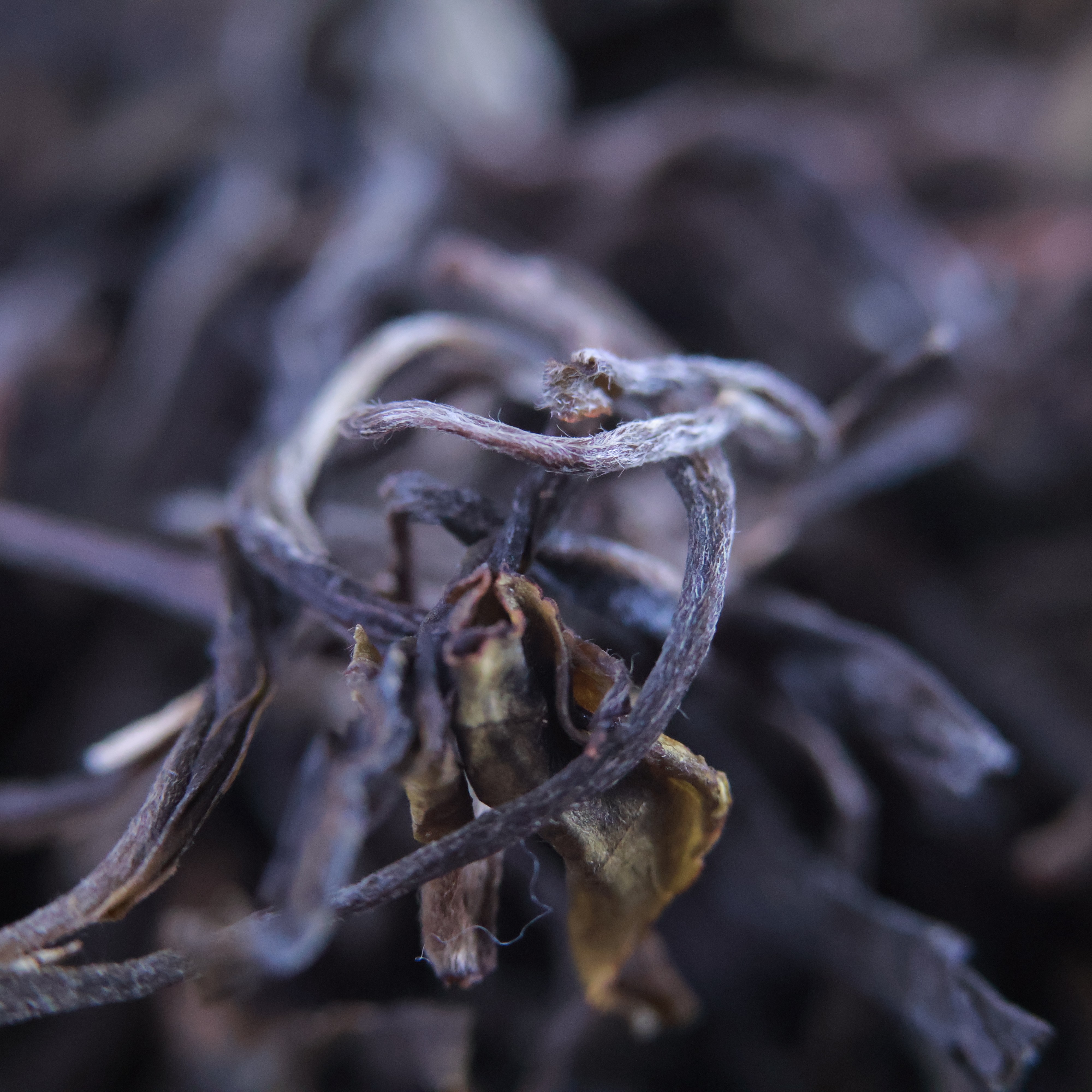 2012年   易武岁月至味   云南茗片