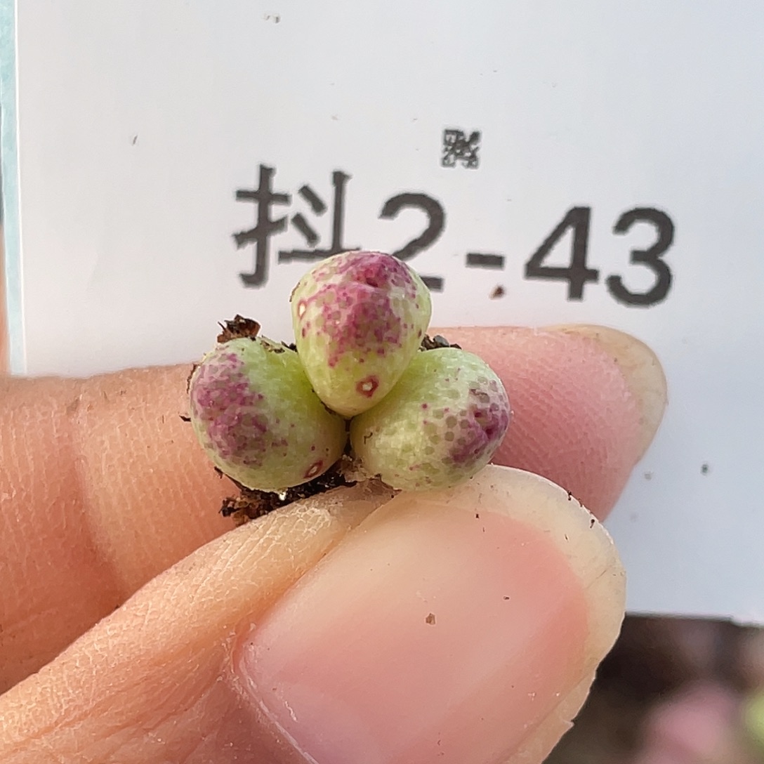 2-43草莓斑马肉锥