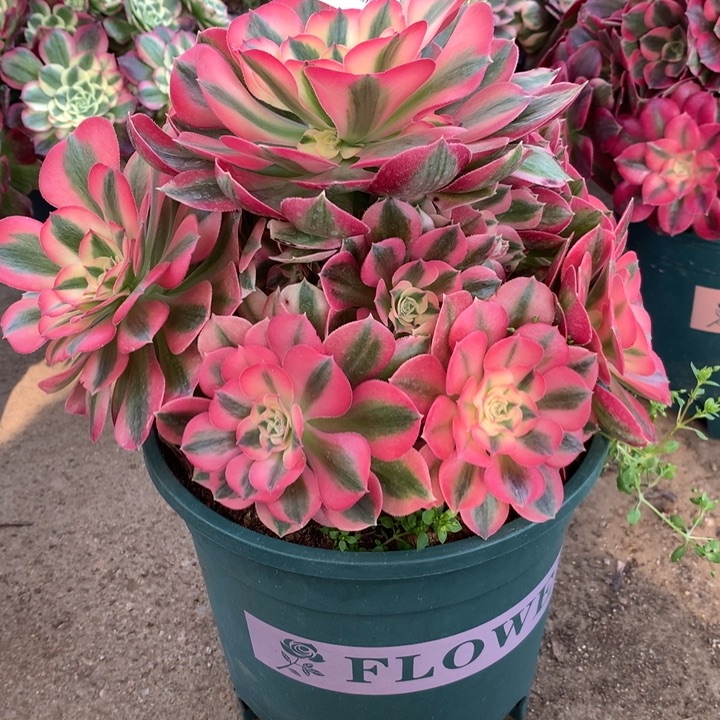 009粉女巫多肉植物