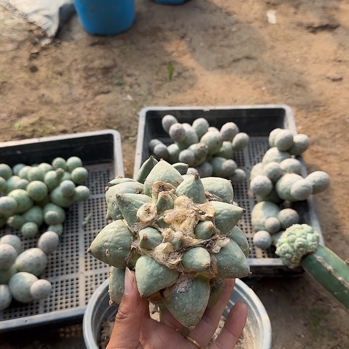 青瓷牡丹三脚架姐0204