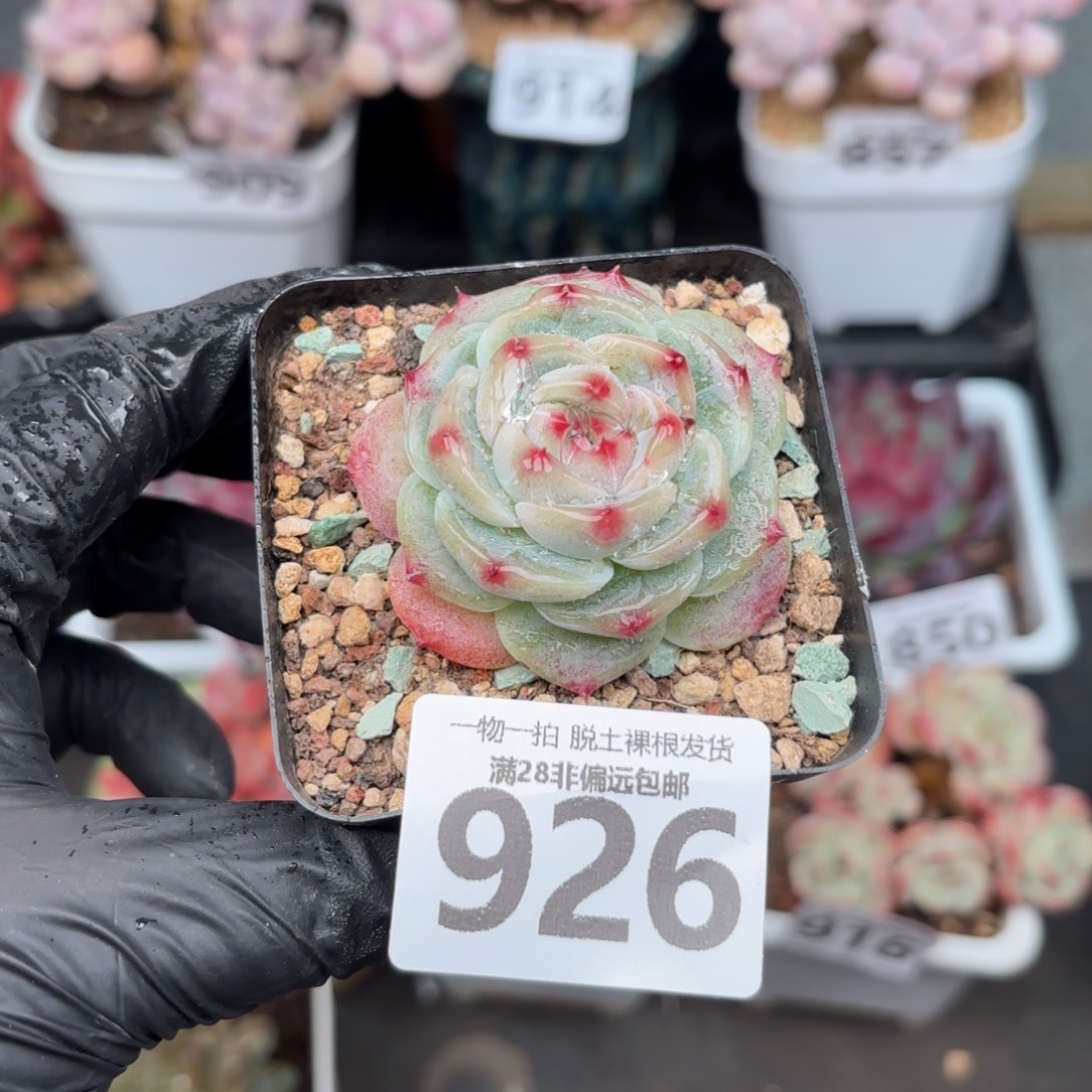 冰吉单头无盆土发货