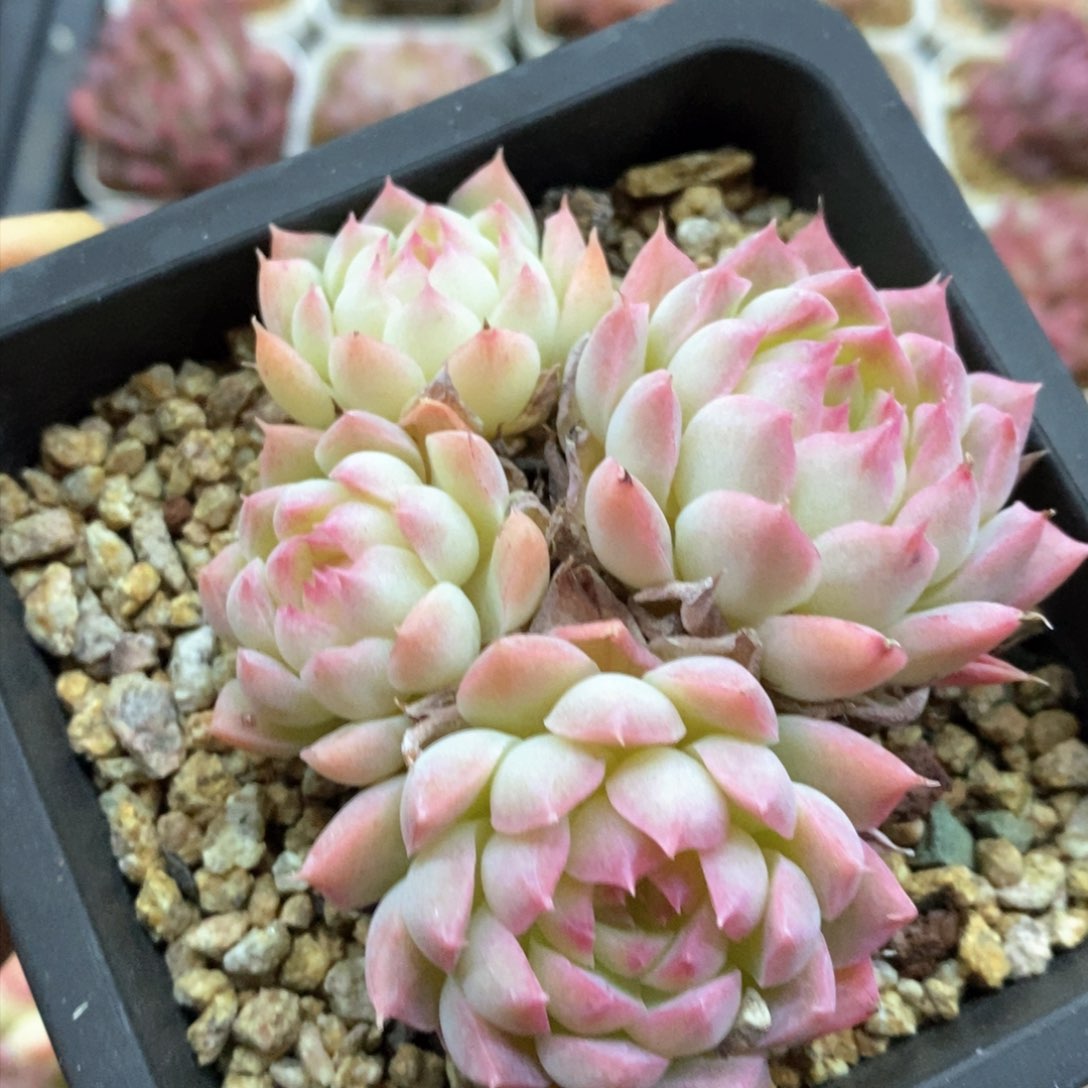 多肉植物一物一拍305