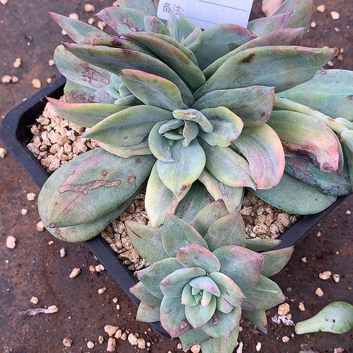 璐璐多肉一物一拍