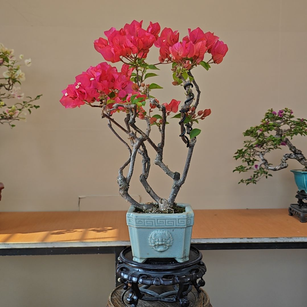 山***长大量花朵（建议范围：8朵-15朵 或40%以上）同安红三角梅盆景