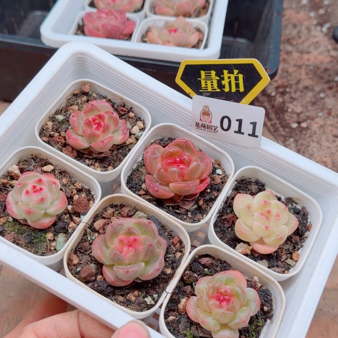 多肉植物多肉植物