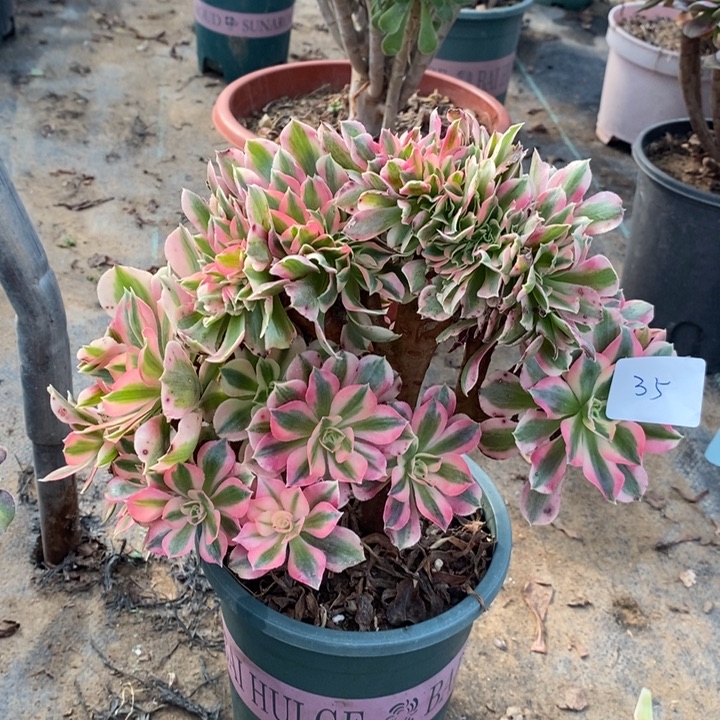 粉女巫缀多肉植物35。 