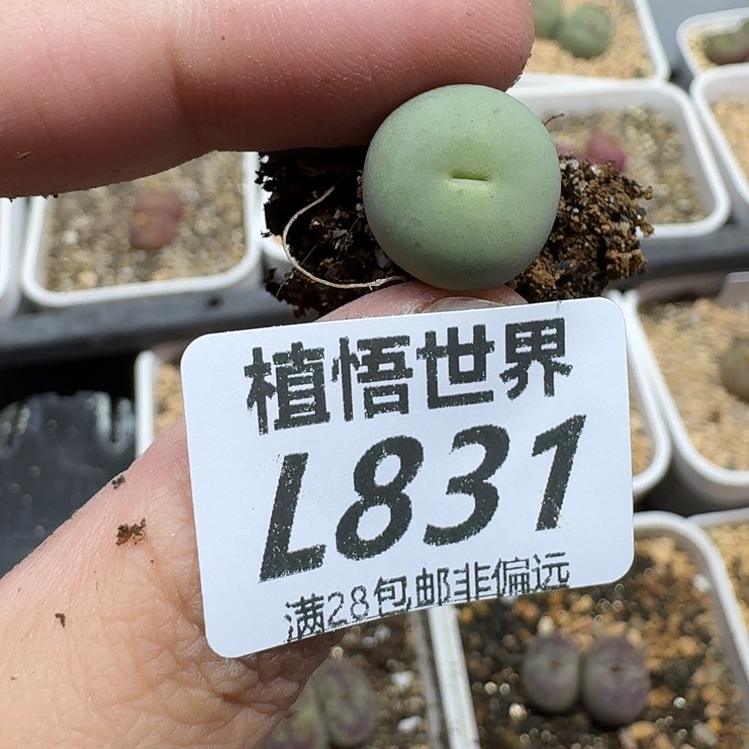 多肉植物的润泽fhnn