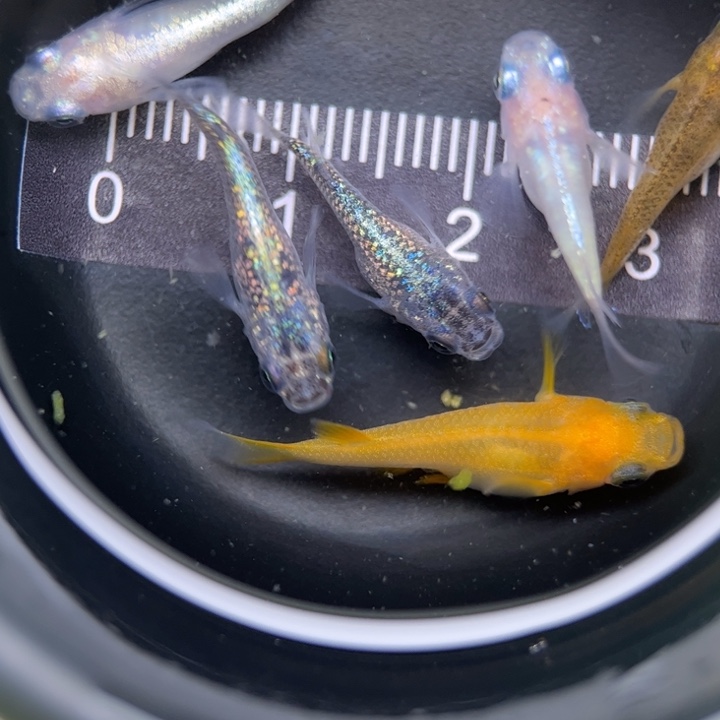 海水鱼混搭球球65号
