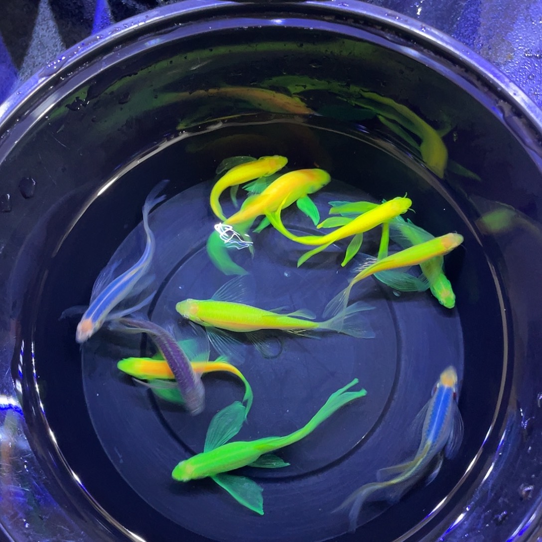 麋***路斑马鱼不退不换、包损到家