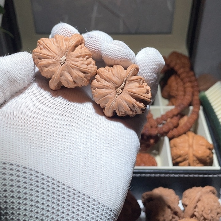 @**全品无修36白狮子狮子头