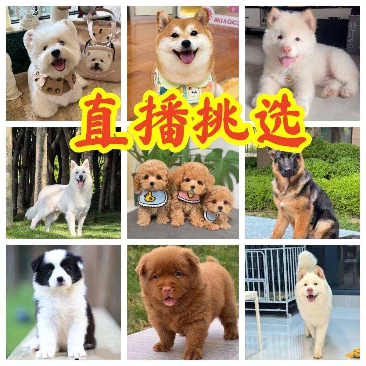 直播间挑选德牧杜宾卡斯罗比熊犬边牧拉不拉多萨摩耶金毛幼犬活体