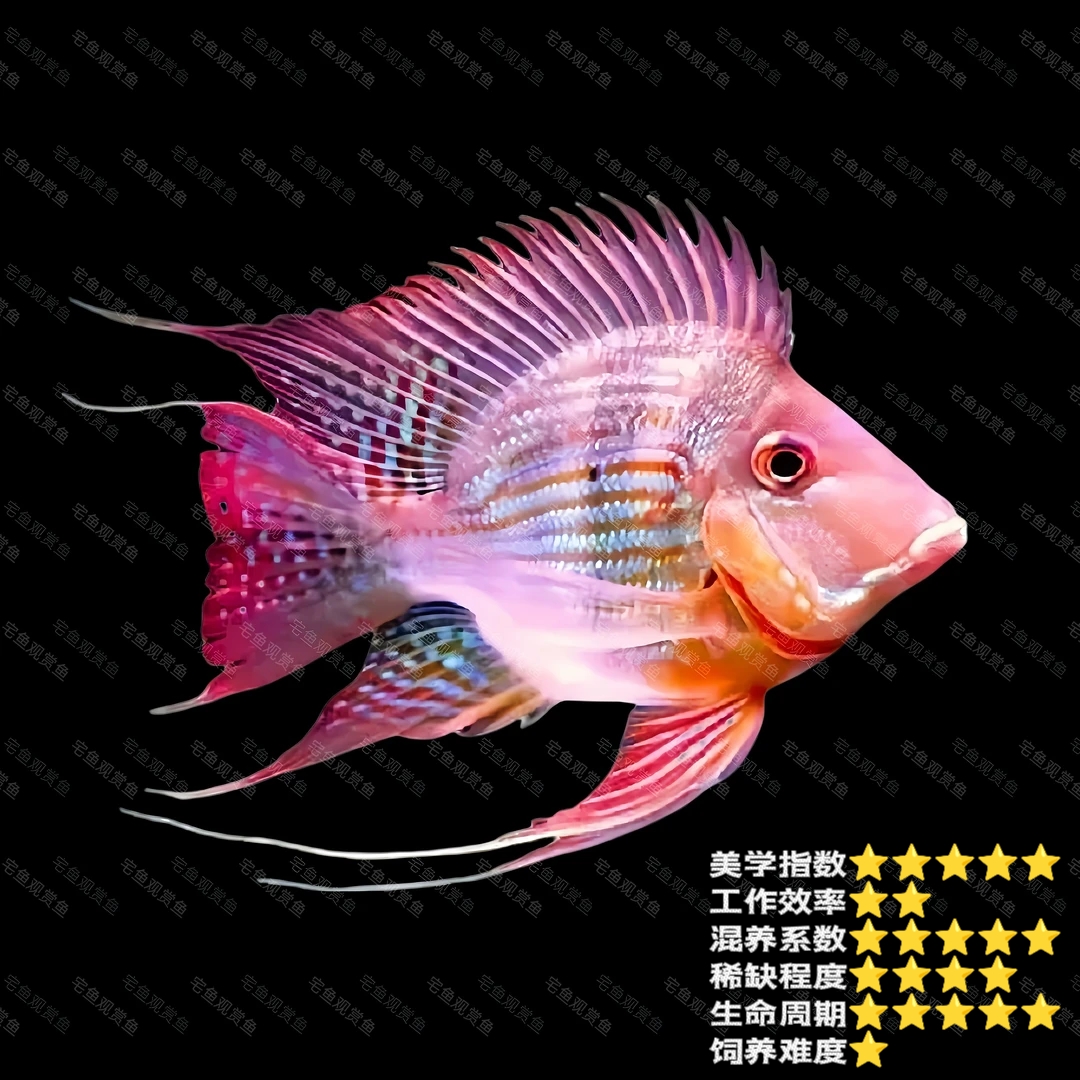 宅鱼元宝凤凰鱼关刀鱼食土鲷鱼淡水鱼观赏鱼龙鱼热带鱼观赏鱼直播