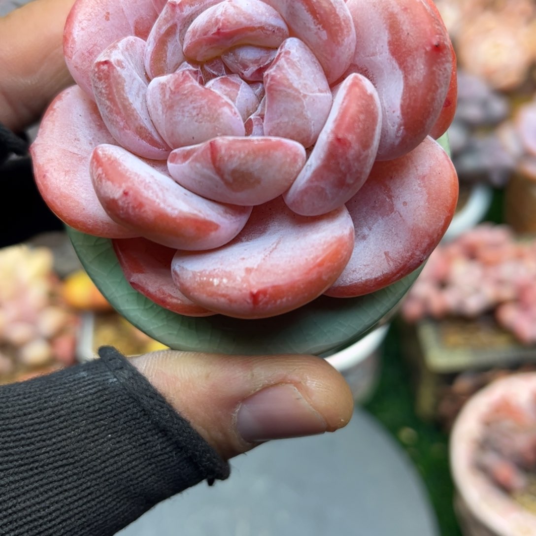 l lo e look lo e l lo o ok