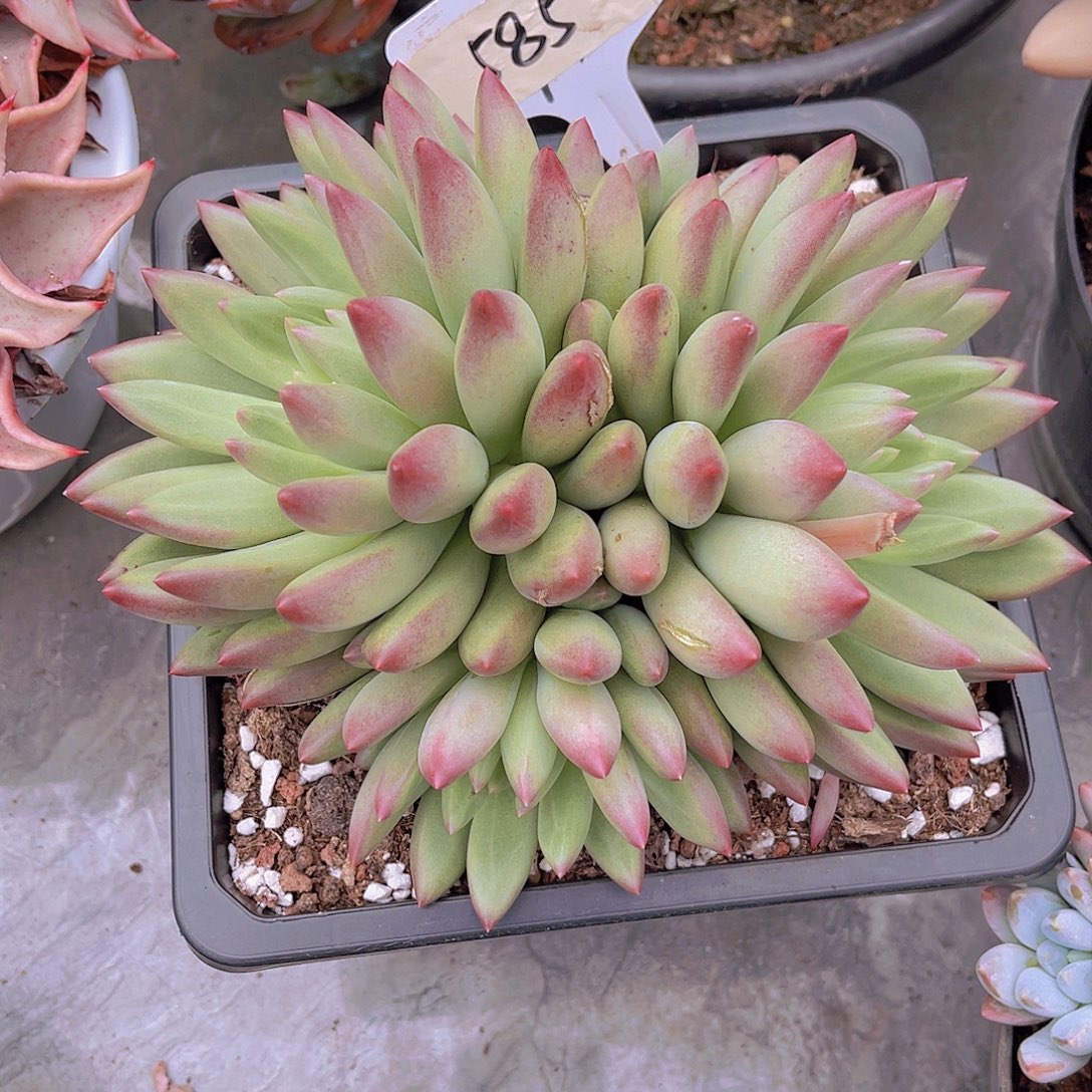 緣****000000000000000585