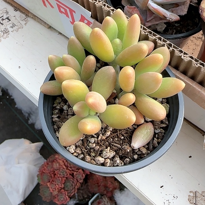 用****3青蛙王子儿童牙膏111